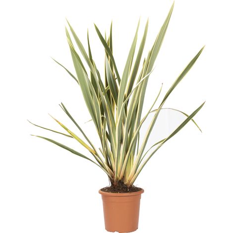 Phormium Tenax Variegatum - Piante da Esterno - H 80-100 cm Vaso Ø 24 cm