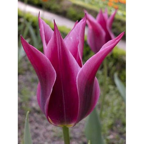 Tulipe à fleur de lis 'Maytime' Bulbe calibre 12+ (par 10) (1/2)