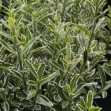 Fusain du Japon 'Microphyllus' - 20-30 cm pot