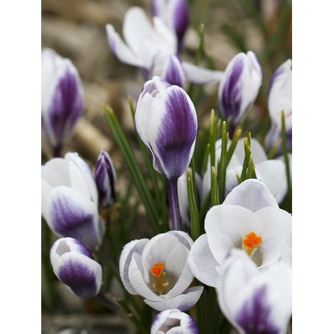 Crocus 'Ladykiller ' Bulbe calibre 5+ (par 15) (1/2)