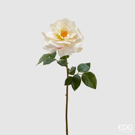 EDG Enzo De Gasperi Rosa Roya Aperta H 56 Cm Bianca