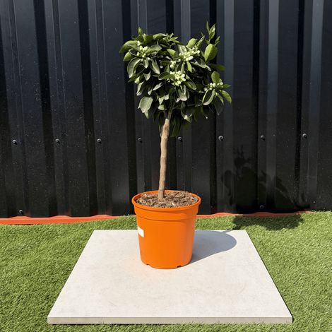 Oranger Citrus Sinensis Hauteur 70 cm (1/4)