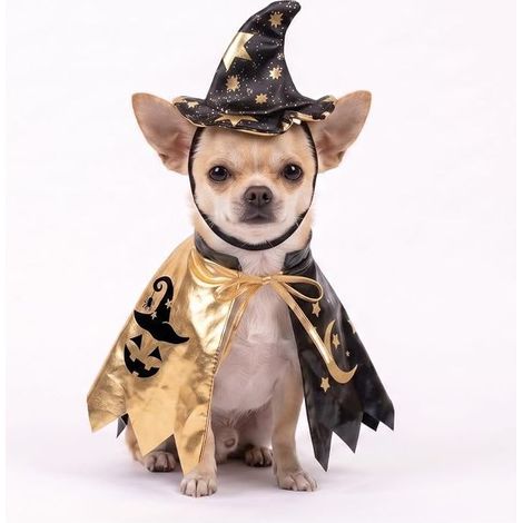 Déguisement pour Chiens et Chats avec Chapeau et Cape Noire et dorée à Motifs de Lune, d'étoile et de Citrouille. (1/5)