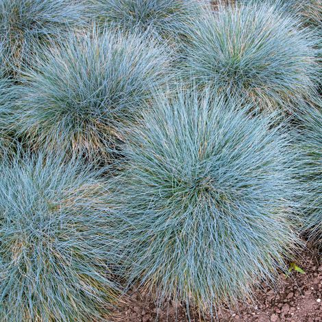 Fétuque bleue Elijah Blue' - Festuca glauca Elijah Blue' godet 9cm