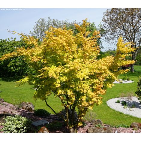 JAPANESE ACER PLANT Orange Dream Acer Japanase Jewels Photo Real H 100cm
