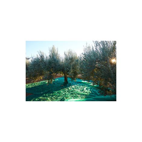 C RETE P/OLIVE ANTISPINA 80G C/SPACCO 12X12M- 1,0 pz