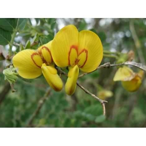 Colutea arborescens - vescicaria - alveolo forestale (1/2)
