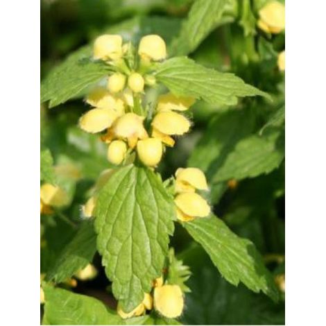 Ortie jaune Godet de 8/9 cm
