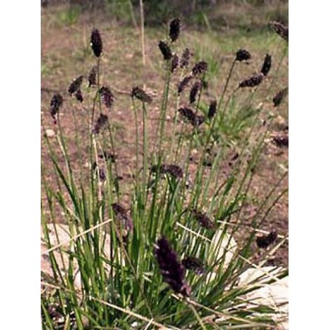 Sesleria heufleriana Pot de 2L/3L