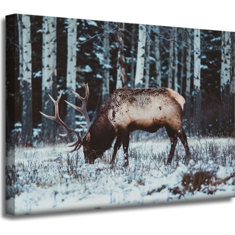 Leinwanddruck Tiere Kanadischer Hirsch 40x30