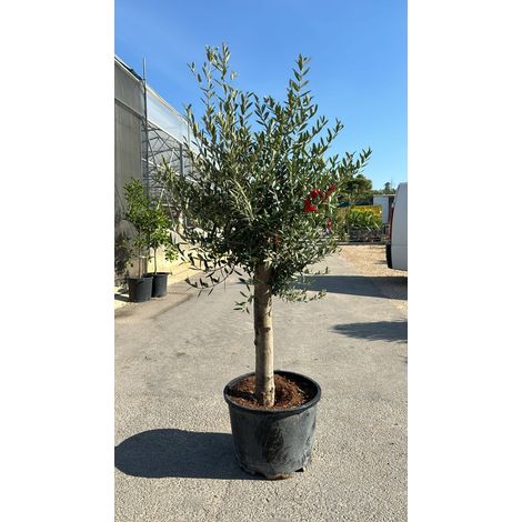 PIANTA DI ULIVO ORNAMENTALE A PALLA IN VASO CM 60 (foto reale)