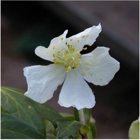 Rose de noël niger/Lot de 5 godets