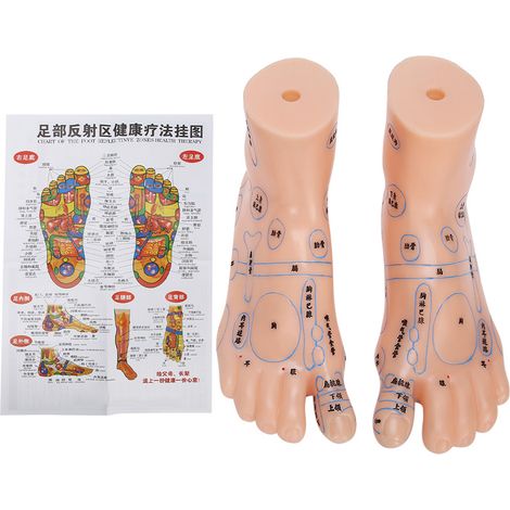 Modèle De Réflexologie Plantaire - 19 Cm - Pour Formation En Thérapie Manuelle - Usage Médical Éducatif Et Domestique - 1 Pièce