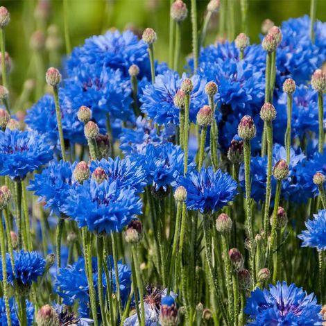 5000 Blue Spotted Cornflower Seeds - Easy to sow, bright and long-lasting colors - Perennial - Naturally decorates your garden and flowerbeds
