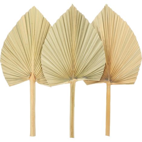 feuilles de palmier séchées idéales pour décorer les murs et (1/5)