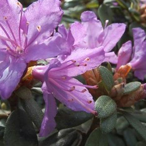 Rhododendron 'Blue Tit' - 20-30 cm pot