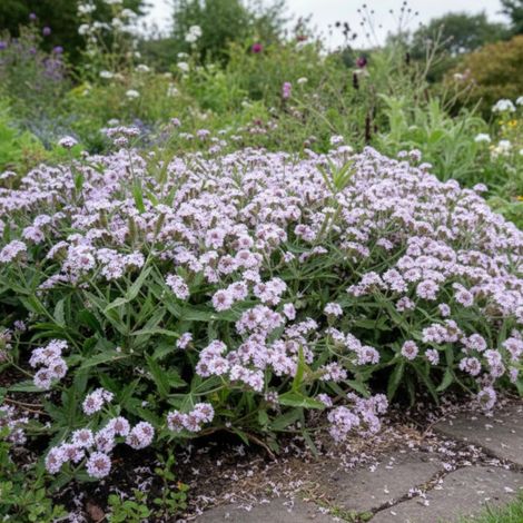 Verveine Polaris/Lot de 9 godets