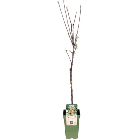 Malus Domestica Elstar Pommier d’extérieur fruitier pot 19 cm hauteur 60 cm - PANGIVO