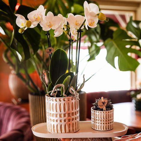Plateau Ovale pour Plantes et Décoration en Céramique et Résine Largeur 30 cm - PANGIVO (1/4)
