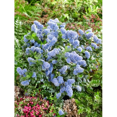1 PIANTA DI CEANOTHUS YANKEE POINT VASO 16CM