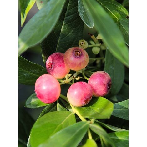 Myrtillier 'Pink Lemonade' Pot de 1L/1,5L, Buisson (1/2)