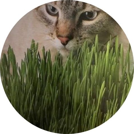 Herbe à chat naturelle AQ