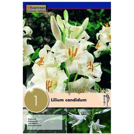 Bulbi Autunnali di Lilium Candidium confezione da 1 pz