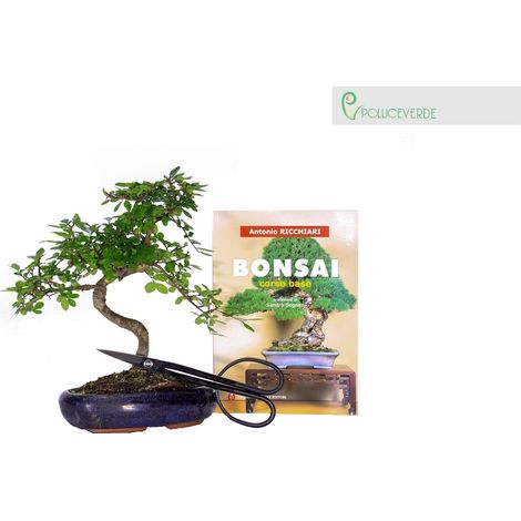 Kit Bonsai - Bonsai Olmo Cinese, Forbice rametti e libro Bonsai corso base