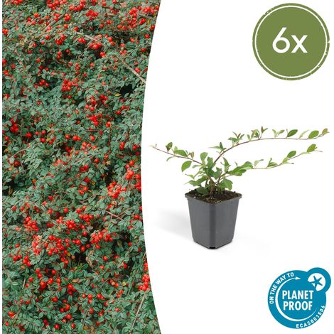 6x Cotoneaster dammeri - Plante Couvre-sol Persistant - Fleurs Blanches et Baies - ↕10-25 cm Ø9 cm - PANGIVO (1/5)