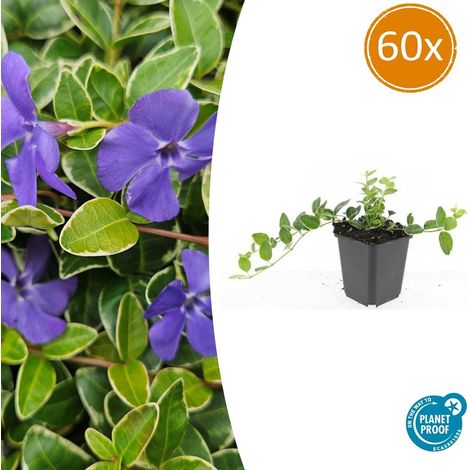 Lot de 60 Pervenches Vinca minor 'Ralph Shugert' Couvre-sol Persistant Fleurs Lavande 10-25 cm - PANGIVO (1/5)