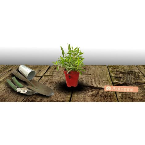 Onagre African Sun®/Godet (1/4)