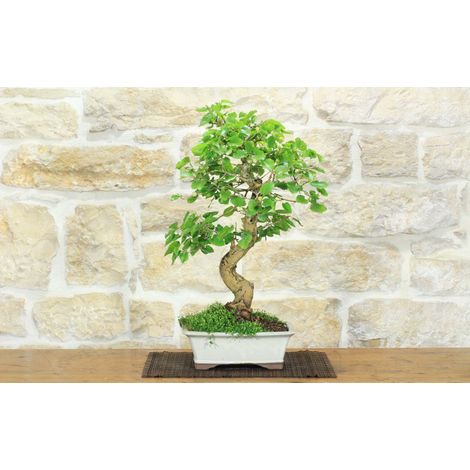 Bonsai di Gelso Bianco (71) (1/5)