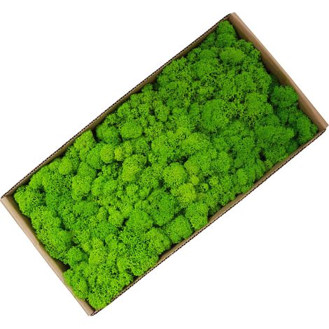 Musgo conservado de forma natural como decoración de paredes para jardín y arte – paquete de 500 g para micropaisajes de bajo mantenimiento en interiores (1/5)