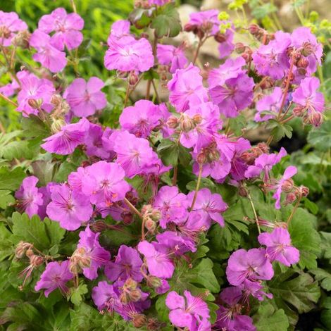 Géranium de Cantabrig 'Karmina' (Geranium x cantabrigiense) - Géranium de Cantabrig 'Karmina' - Géranium - Vivaces - Couvre-sols