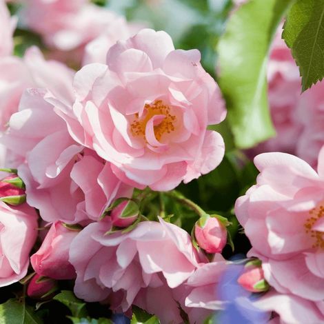 Rosier paysager Decorosier® Mareva® 'Noamel'/Pot de 5L - 40/60 cm (1/5)