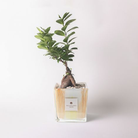 Bonsai ficus ginseng in vetro decorato a mano idea regalo Clio - Arancione