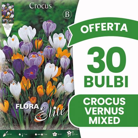OFFERTA 30 BULBI CROCUS VERNUS MIX BULBS BULBES