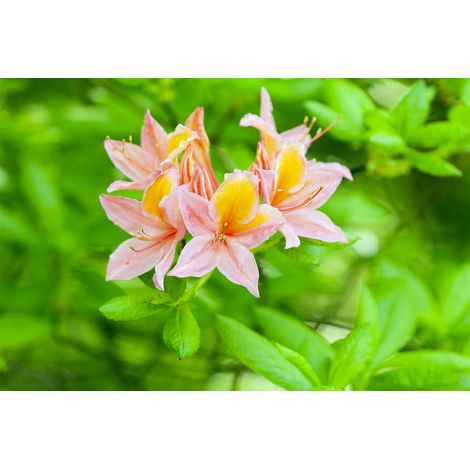 Sommergrüne Azalee Rhododendron lut.'Josephine Klinger' C 5 40- 50