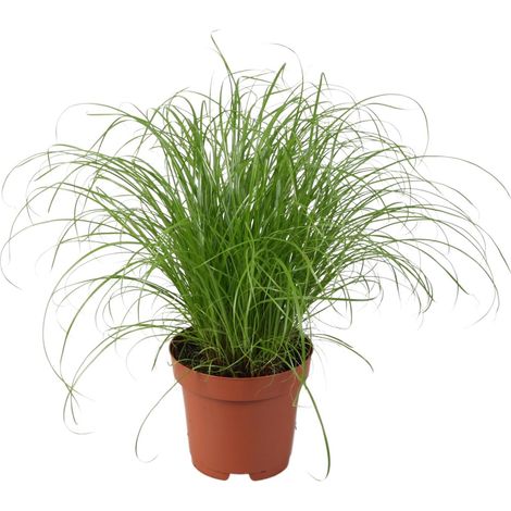 Cyperus Alternifolius Zumula - Plante d'Intérieur Herbe-parapluie - Ø12 cm - Hauteur 28 cm - PANGIVO (1/4)