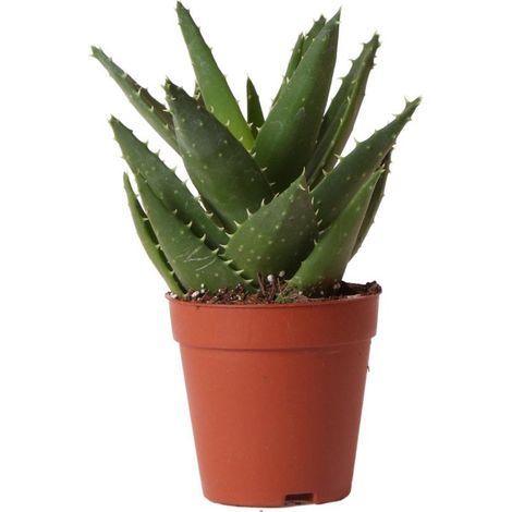 Plante Succulente Aloe Brevolia Verte, Plante d'Intérieur Fraîche du Producteur Pot Ø 9 cm - PANGIVO (1/5)