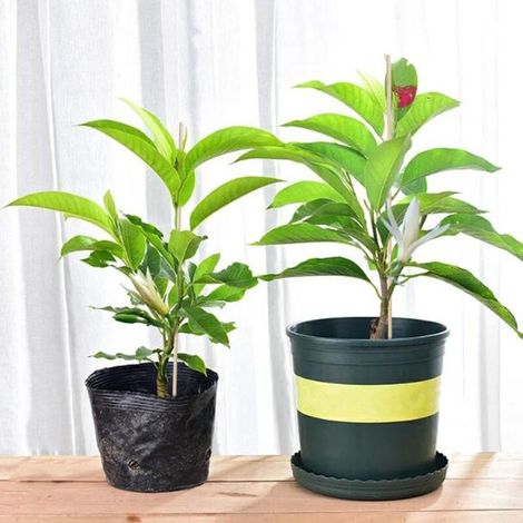 Piquet de Soutien pour Plantes Bambou 50 Pièces 20cm x 3mm Kit de Support Écologique pour Tomates, Arbustes et Fleurs
