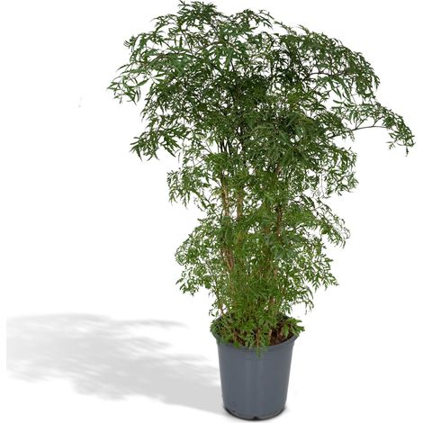 Polyscias Fruticosa (Aralia) Plante d'Intérieur Décorative - Pot Ø21 cm - Hauteur 75 cm - PANGIVO (1/5)