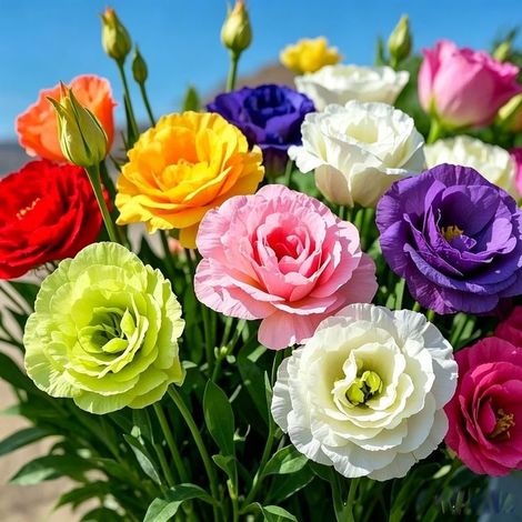 2500 graines de lisianthus à pétales généreux, assortiment de couleurs, facile à cultiver, parfait pour jardins, terrasses, balcons, offre botanique (1/5)
