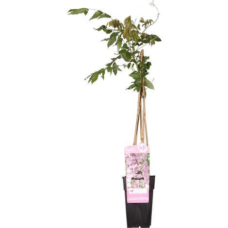 Glycine Rose Wisteria floribunda Rosea - Plante Grimpante Pluie Rose - Pot Ø15cm - Hauteur 65cm - PANGIVO (1/5)