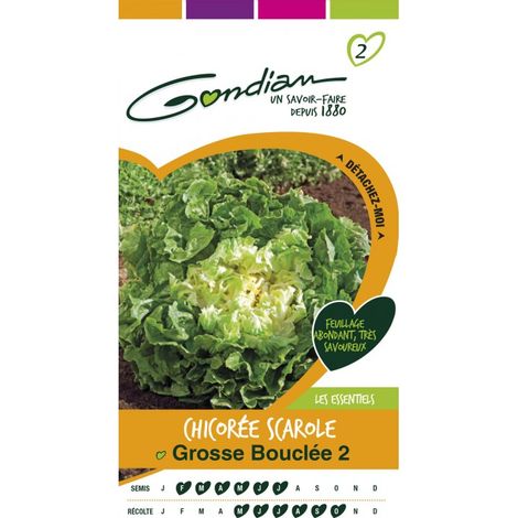 Gondian - Chicorée Scarole Grosse Bouclée 2 (1/3)