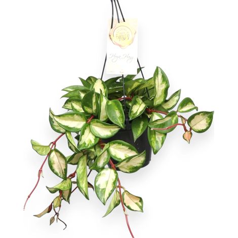 Gardenaria Hoya carnosa 'Tricolor' - Pianta da interno ornamentale - Altezza: 30 cm (vaso 14) (1/5)