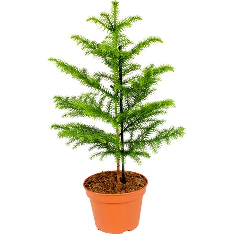 Bloomique - Araucaria Heterophylla - Araucaria de Norfolk - Plantes d’intérieur - Dépolluante - Sans danger pour les animaux - Hauteur 50-60 cm - Pot 17 cm (1/3)