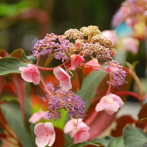 Hortensia aspera hot chocolate - Hydrangea aspera hot chocolate 35/40 cm Pot 3L