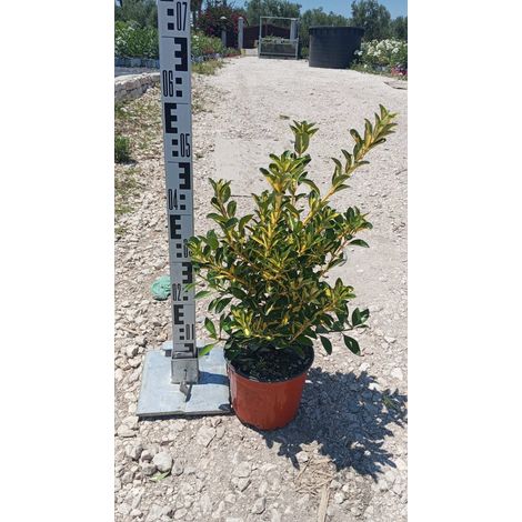 Fusain de Livourne Euonymus Japonicus Pot 18 cm Plante de Haie (1/5)