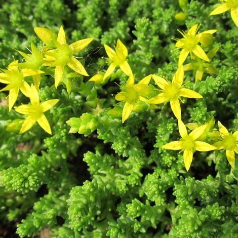 Orpin âcre Elegans, Poivre des murailles, Sedum/Godet - 5/20 cm